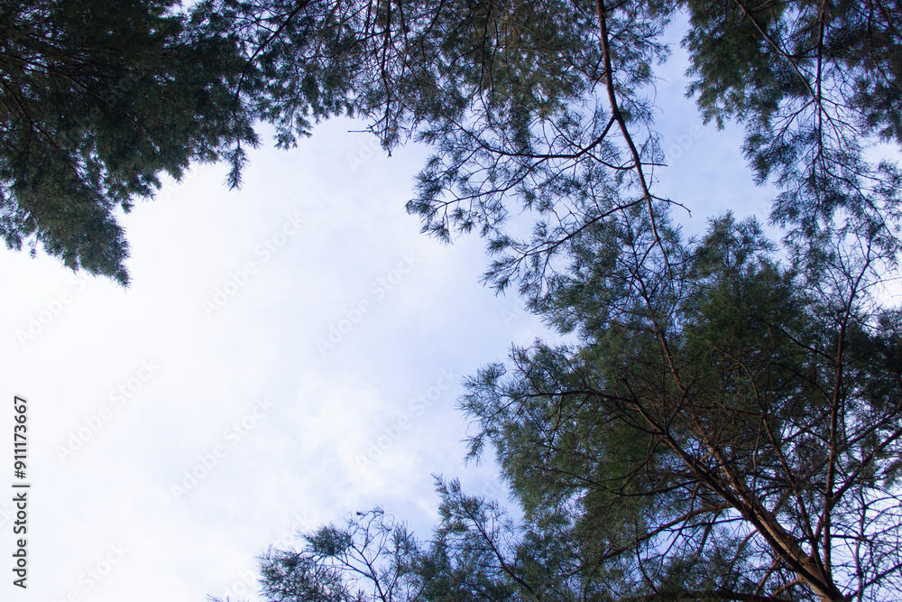 View of fir branches against a blue sky View of fir branches against a blue sky