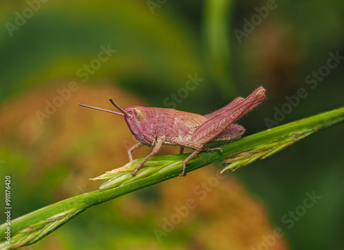 The Pink Grasshopper.