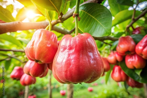 Ripe Rose Apples Hanging From a Tree Branch. photo