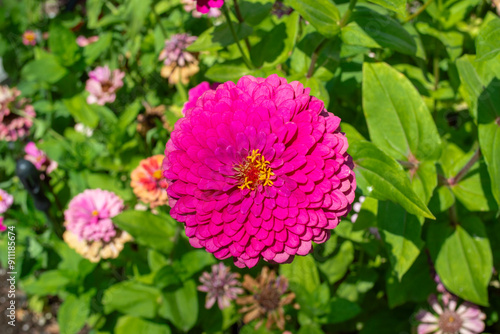 Zinnia elegans de color rosa intenso.