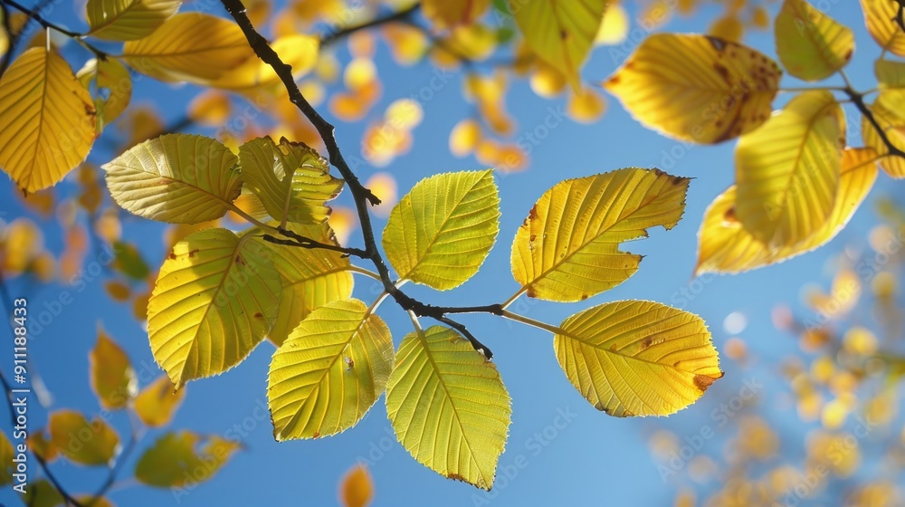 Fototapeta premium Autumn sunlight highlights golden linden tree leaves with blue sky backdrop