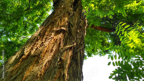 Acacia tree with complex bizarre bark pattern