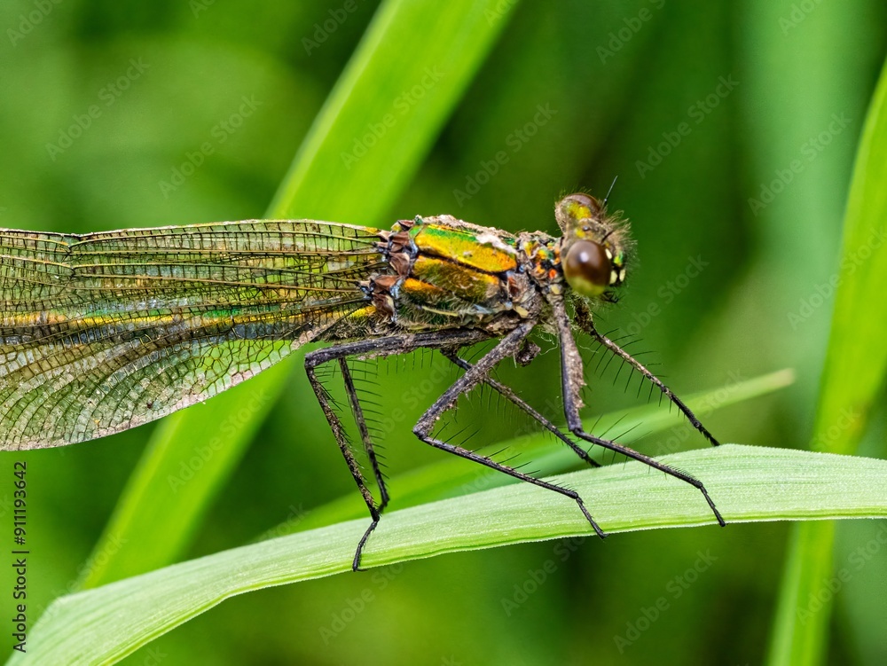 Close up macro photograph of a Female Banded Demoiselle, Broad winged Damdelflie. Calopteryx splendens. Jewelwings Close up macro photograph of a Female Banded Demoiselle, Broad winged Damdelflie. Calopteryx splendens. Jewelwings
