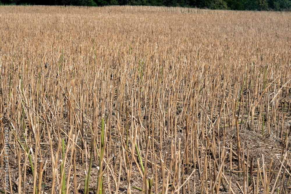Fototapeta premium Dry wheat stalks in a field after harvesting. Sunny summer day, no people