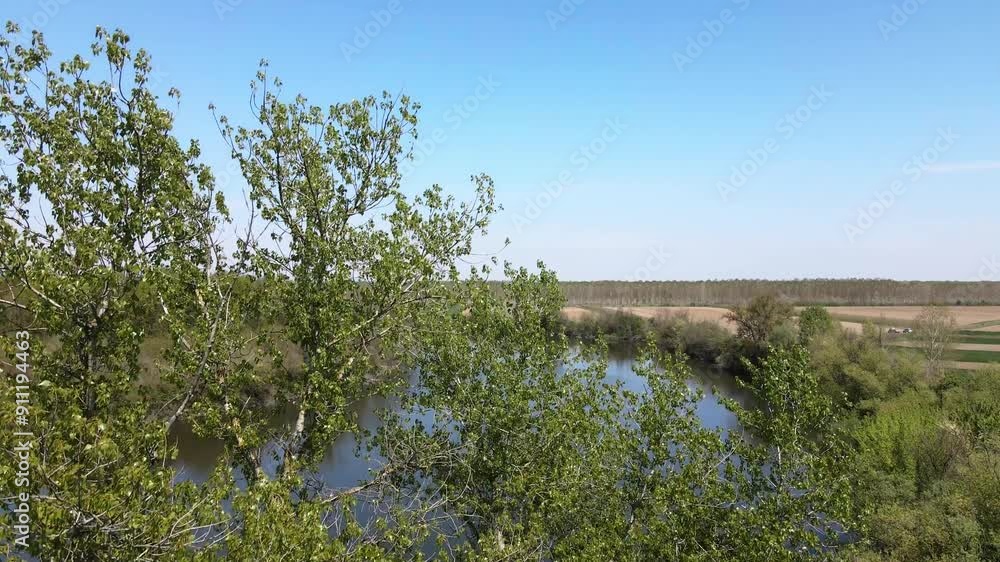 Tall lush green trees on riverside in spring Tall lush green trees on riverside in spring