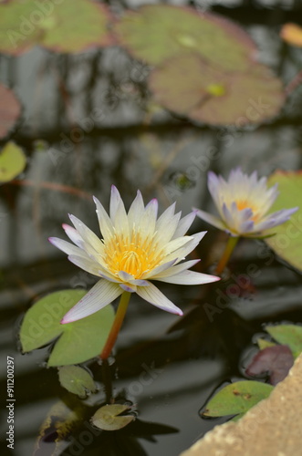 Wallpaper Mural 白いスイレン Torontodigital.ca