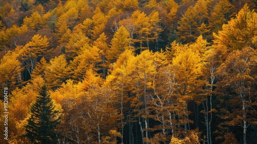 Fall foliage in shades of yellow