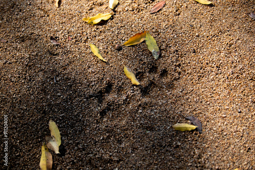 Footprints in the sand from a leopard, Panthera pardus. photo