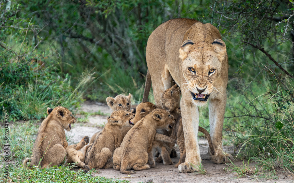 A lioness snarls while her cubs attempt to suckle, Panthera Leo. A lioness snarls while her cubs attempt to suckle, Panthera Leo.