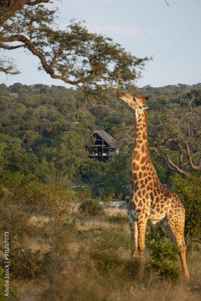 A giraffe, Giraffa, eating leaves from a tree. A giraffe, Giraffa, eating leaves from a tree.