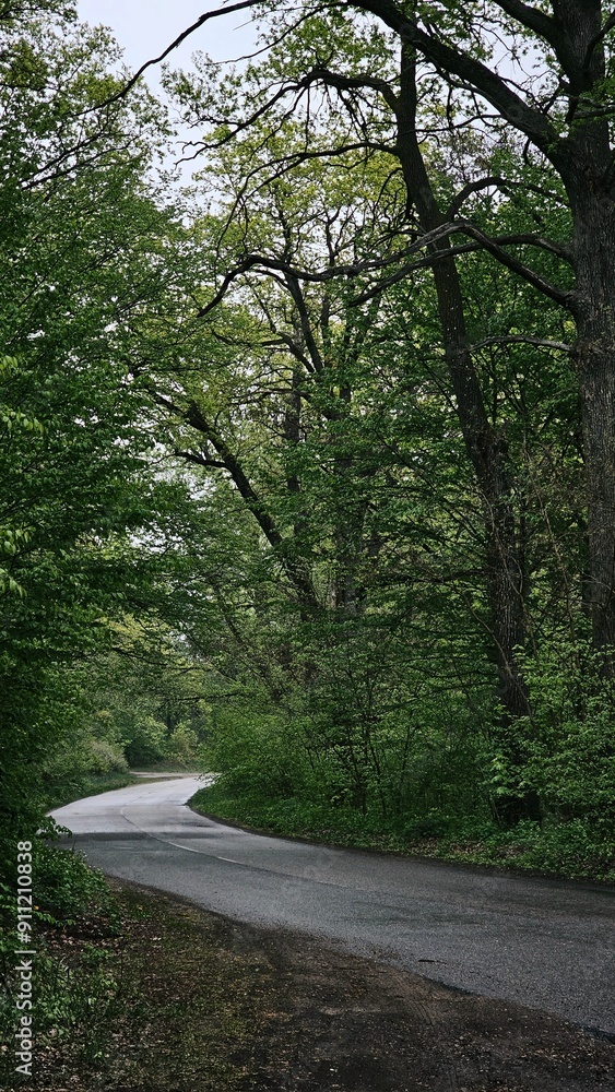 Fototapeta premium road in the woods