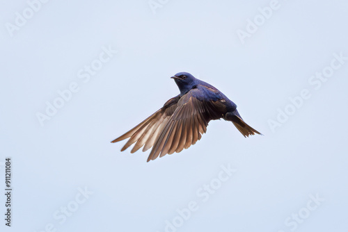 Purple Martin