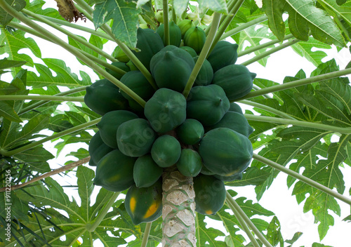 Papaya fruit. Carica papaya. Selective focus.