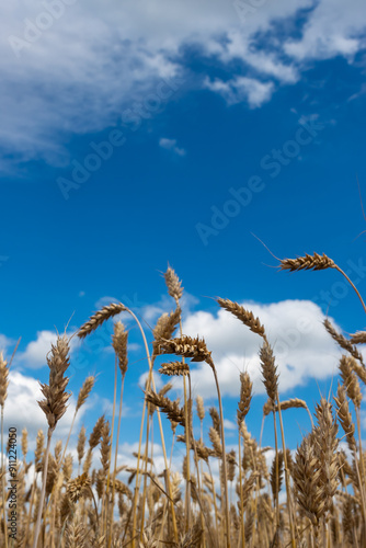Obraz na płótnie Golden, ripe wheat ears against the blue sky. Photo taken on a sunny day. Close-up of the ears from below. w salonie