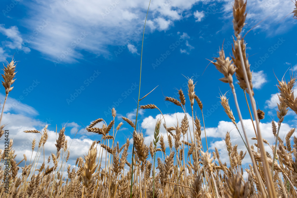 Golden, ripe wheat ears against the blue sky. Photo taken on a sunny day. Close-up of the ears from below.