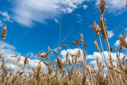 Obraz na płótnie Golden, ripe wheat ears against the blue sky. Photo taken on a sunny day. Close-up of the ears from below. w salonie