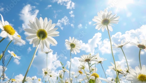 Vibrant White Daisies Blooming Under Clear Blue Sky in Sunny Meadow