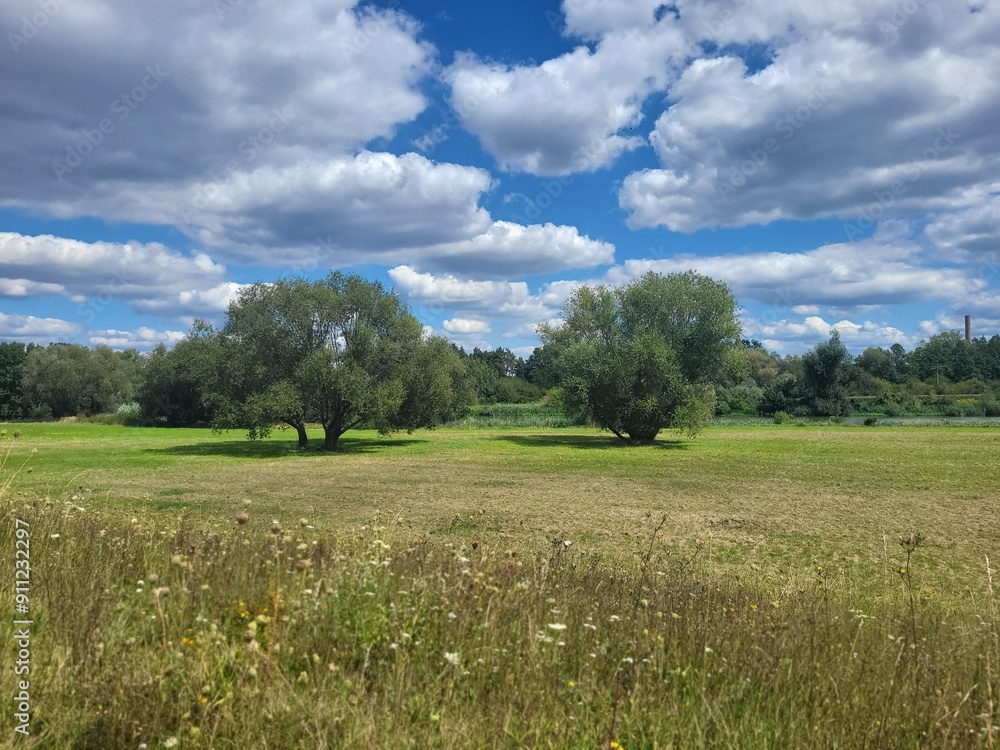 Obraz premium field and blue sky