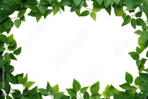PNG Green leaves frame backgrounds plant herbs.