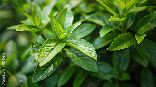 Vibrant green leaves with a soft focus background, perfect for nature, spring, and growth concepts. 