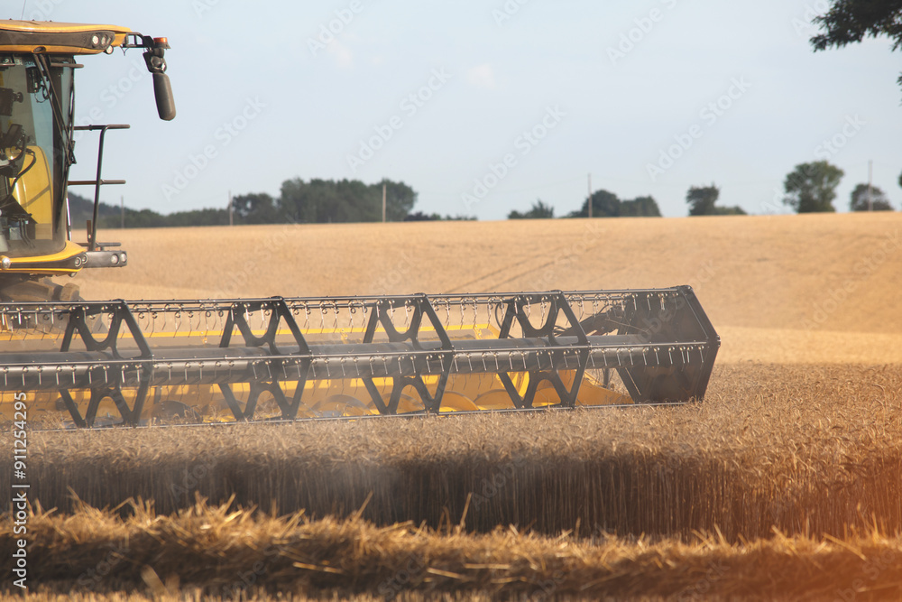 Fototapeta premium Harvesting Wheat Fields Under Clear Sky in Rural Landscape During Late Afternoon