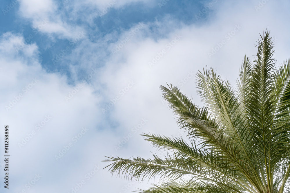 Palm Tree Leaves Reaching Toward Cloudy Sky in Tropical Location During Daytime Palm Tree Leaves Reaching Toward Cloudy Sky in Tropical Location During Daytime
