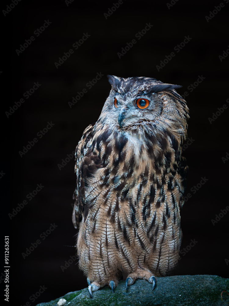 Fototapeta premium great owl