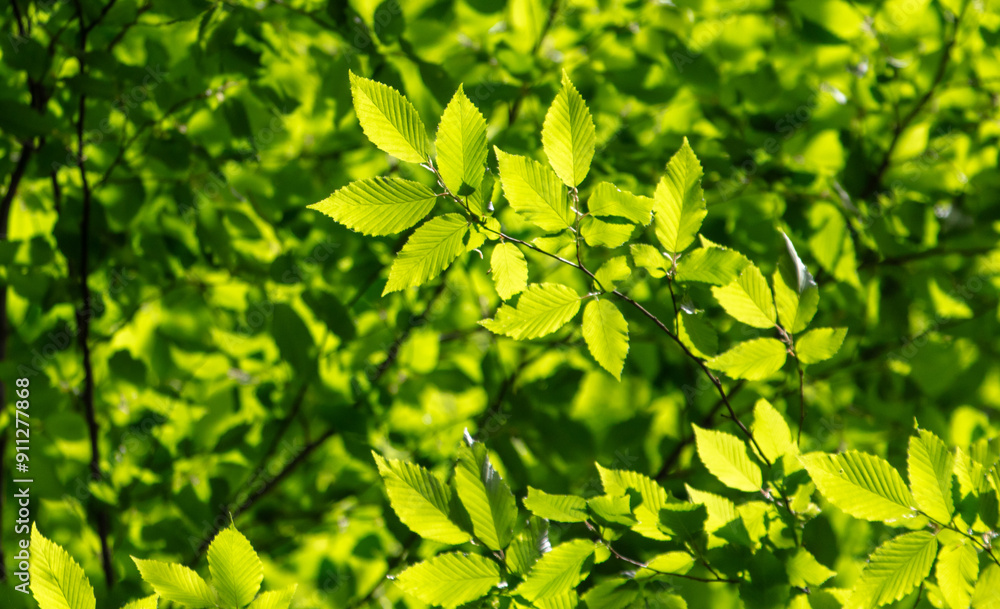 Green leaves on a tree in nature Green leaves on a tree in nature