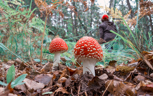 fly agaric mushrooms growing in a clearing in the forest on an autumn day