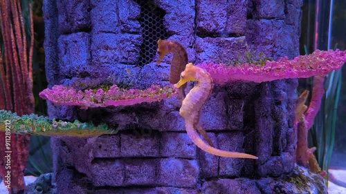 Sea horse swimming in sea, Hippocampus whitei, commonly known as White's seahorse