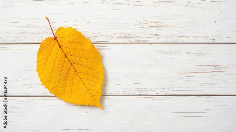 Cottonwood leaf with bright yellow Cottonwood leaf with bright yellow
