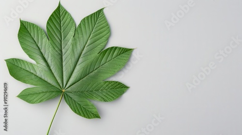 Horse chestnut leaf with large, palmate structure photo