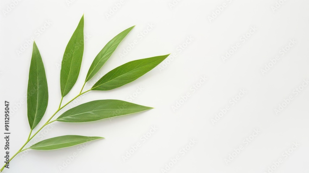 Fototapeta premium Willow leaf with a slender shape