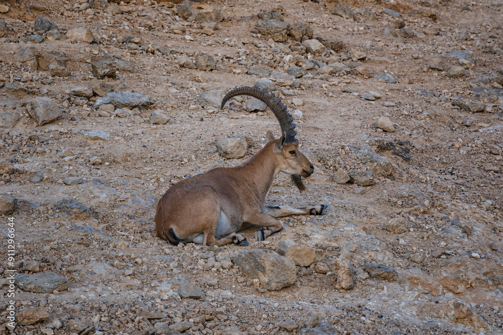 Resting Ibex in a Rocky Landscape Resting Ibex in a Rocky Landscape