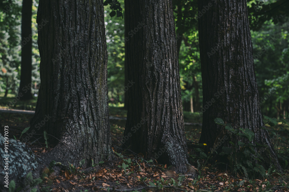 3 Old trees grow next to each other 3 Old trees grow next to each other
