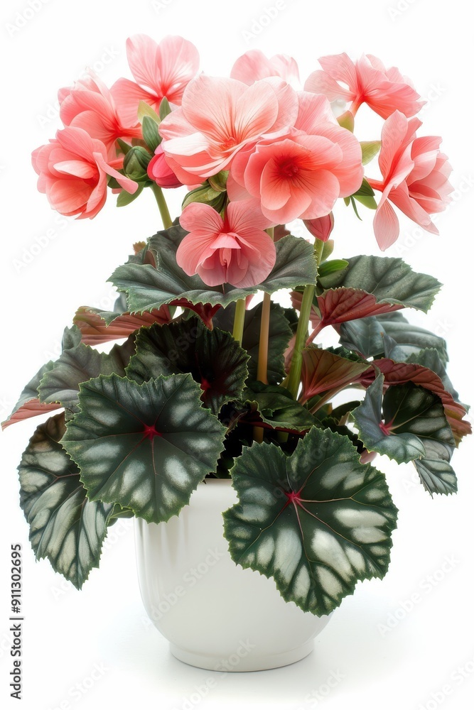 Pink and Green Begonia Flowers Pink and Green Begonia Flowers