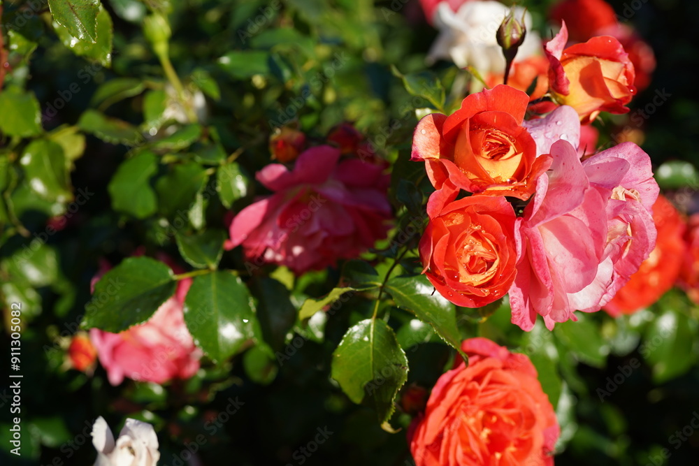 red roses in the sun after rain red roses in the sun after rain