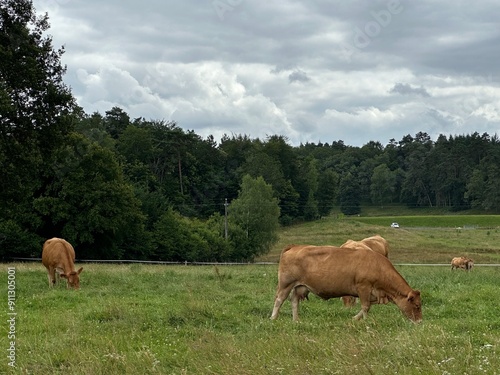 Troupeau de vaches limousines