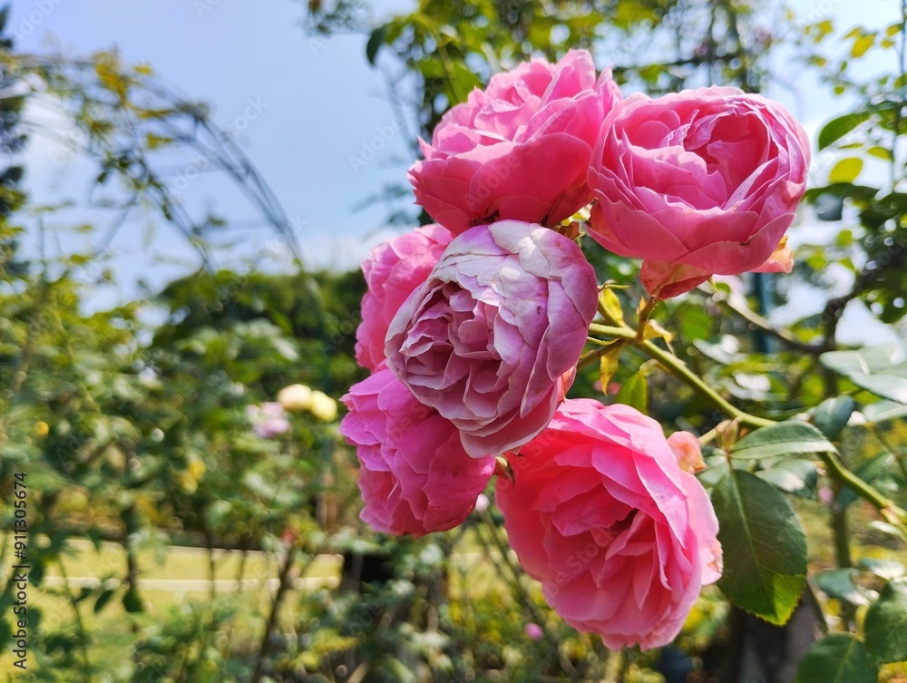 Garden roses growing in a flower garden. Beautiful and pretty pink roses Garden roses growing in a flower garden. Beautiful and pretty pink roses