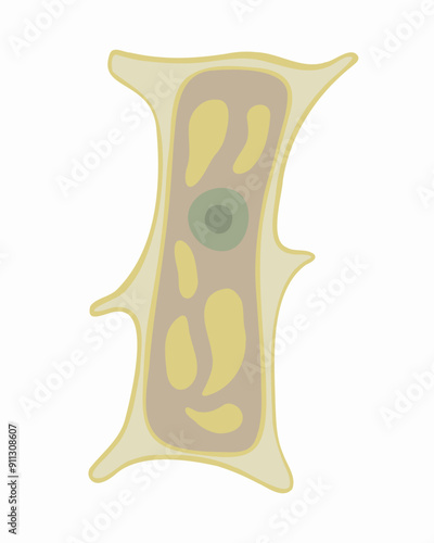 Vector isolated illustration of onion scale plant cell under a microscope. The structure of a plant cell.