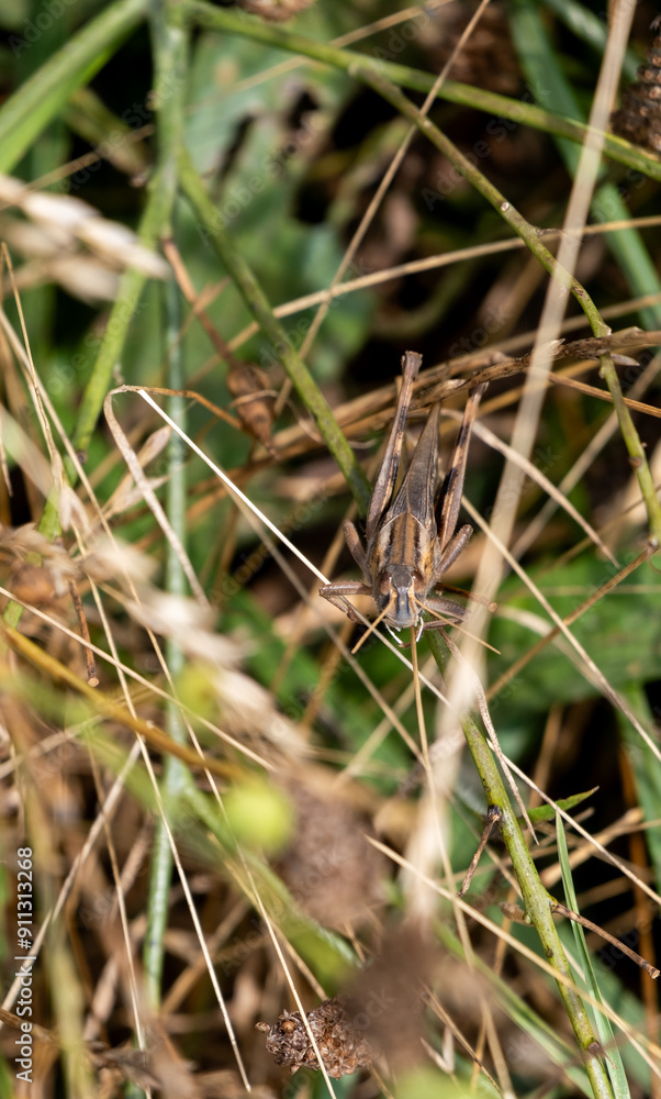 grasshopper on the grass grasshopper on the grass