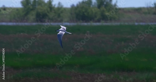 tern hunts at the river, slow motion