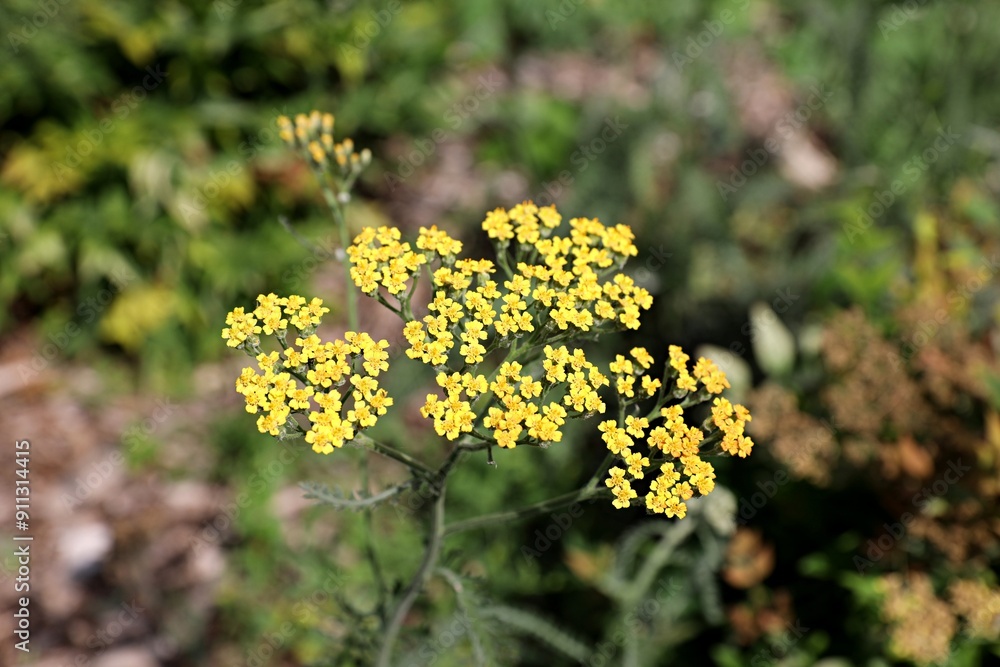 Yellow flowers of fernleaf yarrow (Achillea filipendulina), flowering ornamental plant Yellow flowers of fernleaf yarrow (Achillea filipendulina), flowering ornamental plant
