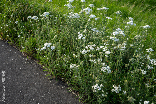 Photos minimalist white yarrow plants (Achillea millefolium) near path