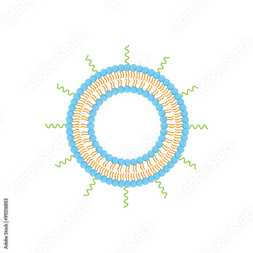 PEGylated Liposome, with Polyethylene glycol, hydrophilic head and hydrophobic tail. Phospholipids, Drug encapsulation. Vector illustration.	