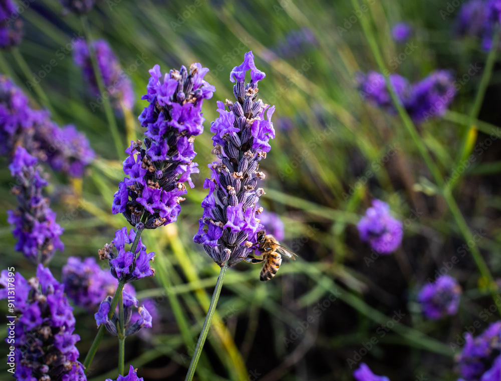 Lavender flowers in the field with a bee Lavender flowers in the field with a bee