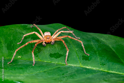 Huntsman Spider, long legs, green leaf, Black Background