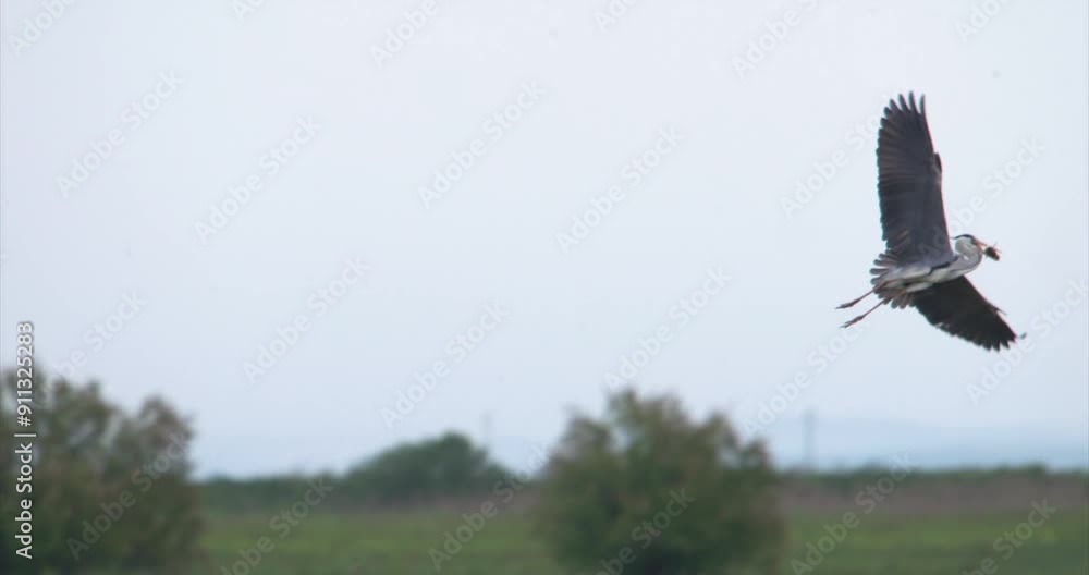 Grey heron with prey in the beak, flying over marshland, slow motion Grey heron with prey in the beak, flying over marshland, slow motion