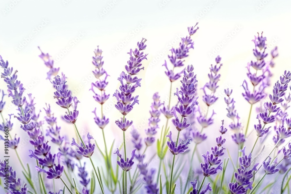 Naklejka premium A field of lavender blooms bathed in sunlight.