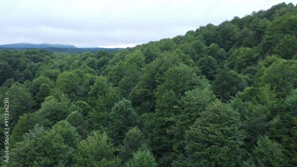 Flying over the beautiful forest top view Flying over the beautiful forest top view